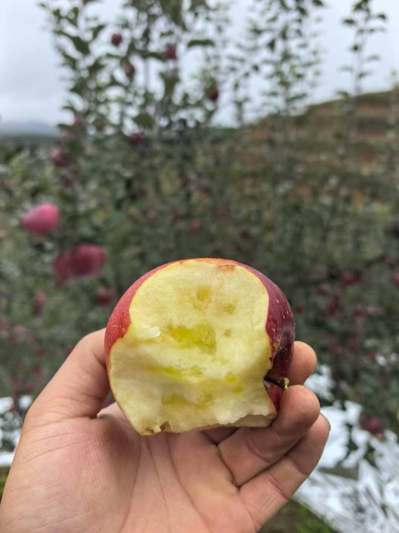 精品云南昭通冰糖心丑苹果质量保证诚信经营
