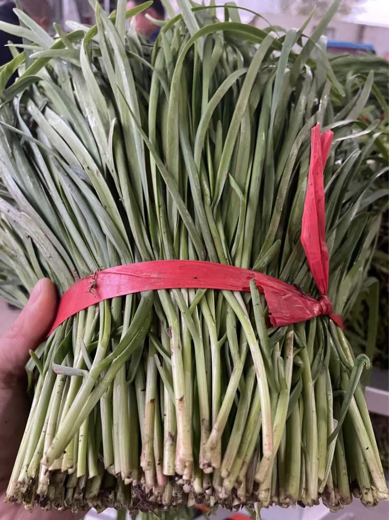 精品韭菜