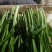 精品韭菜