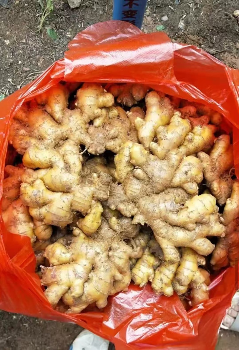 山东窖藏小黄姜产地一手货/商超市场供应/保质保量全国发货