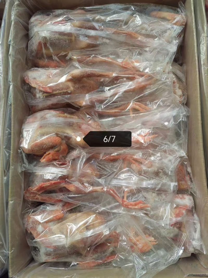 鸽子6-7-8-9-10两工厂直发100件起发