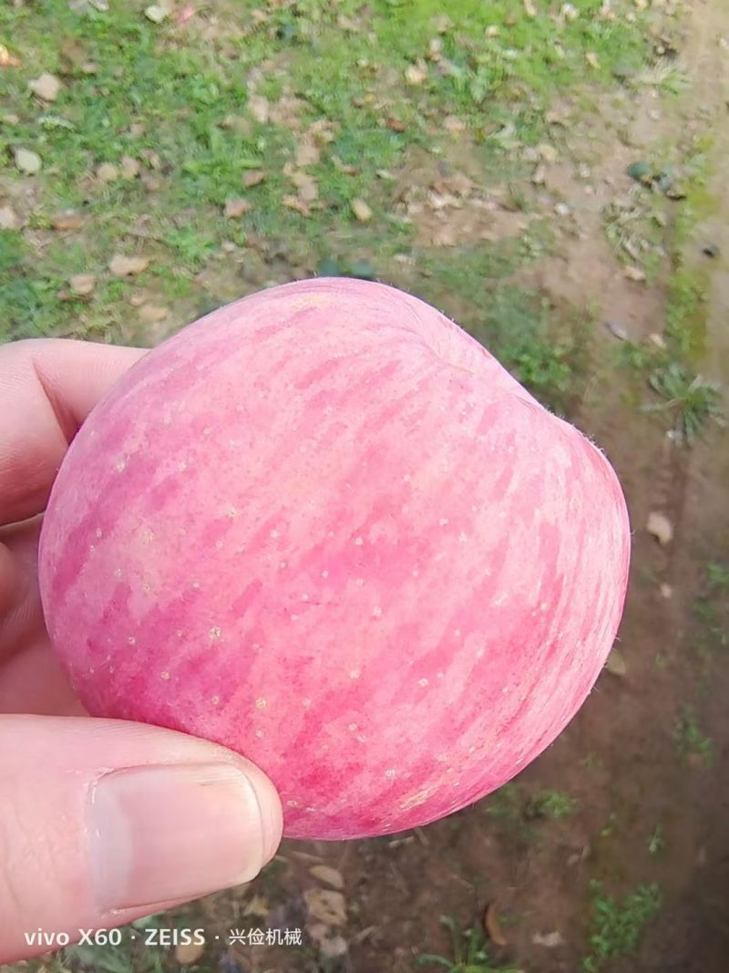 精品红富士