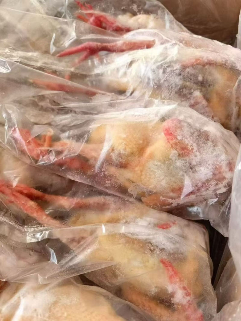 鸽子6-7-8-9-10两工厂直发100件起发