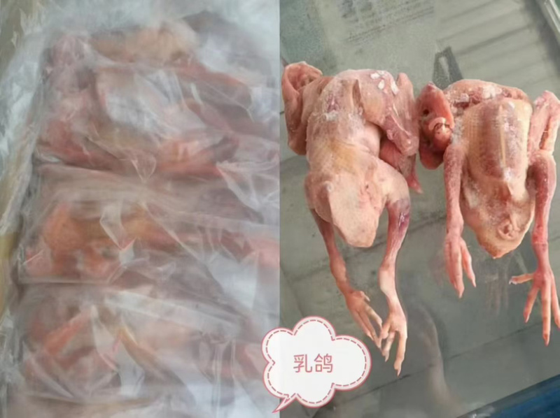 鸽子6-7-8-9-10两工厂直发100件起发