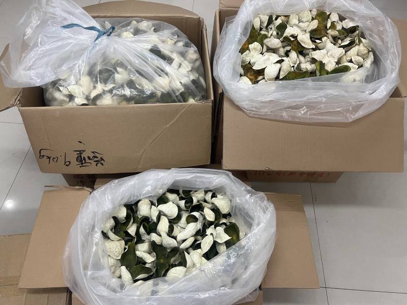 原产地直供营养丰富陈皮现货秒发