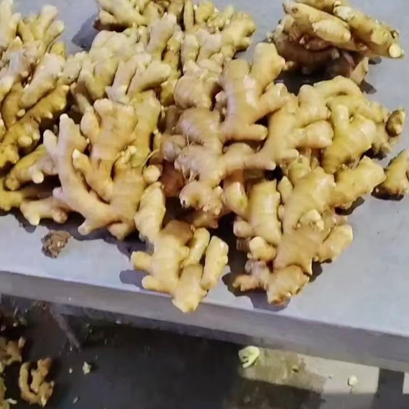山东窖藏小黄姜产地一手货/商超市场供应/保质保量全国发货