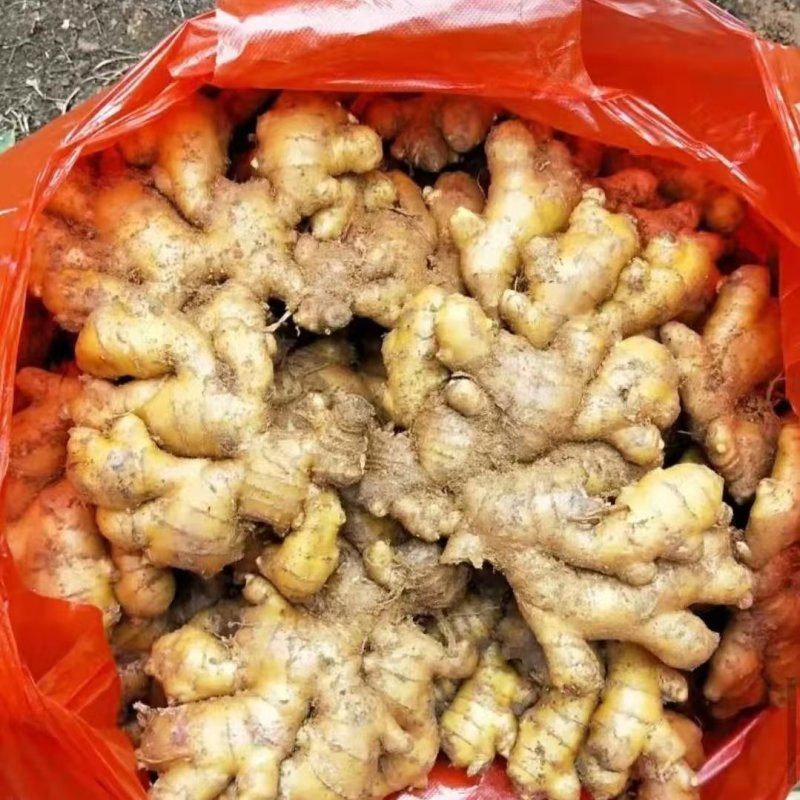 山东窖藏小黄姜产地一手货/商超市场供应/保质保量全国发货