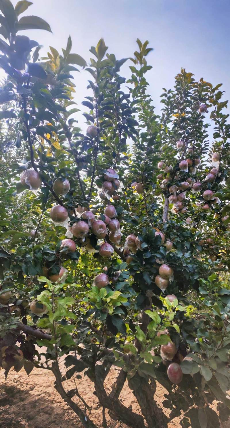 脆甜富士：邢台市隆尧县尧山狼狗饭店十字路口向南5百米路西