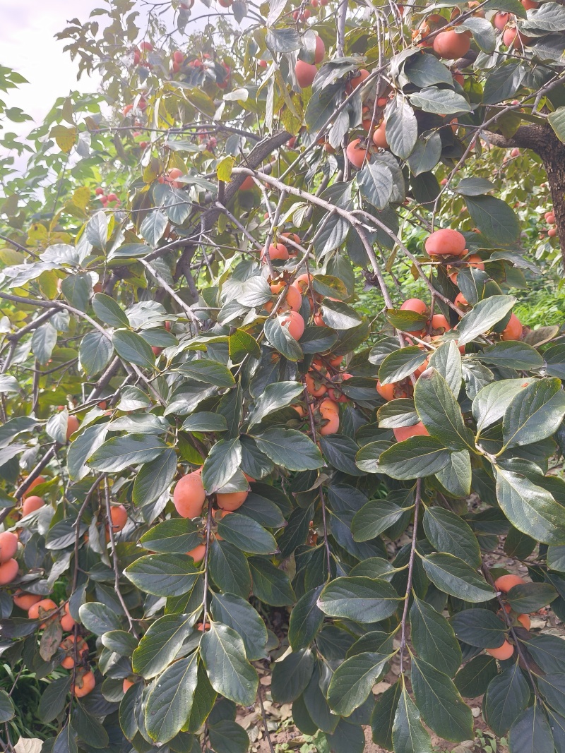 临潼火晶柿子