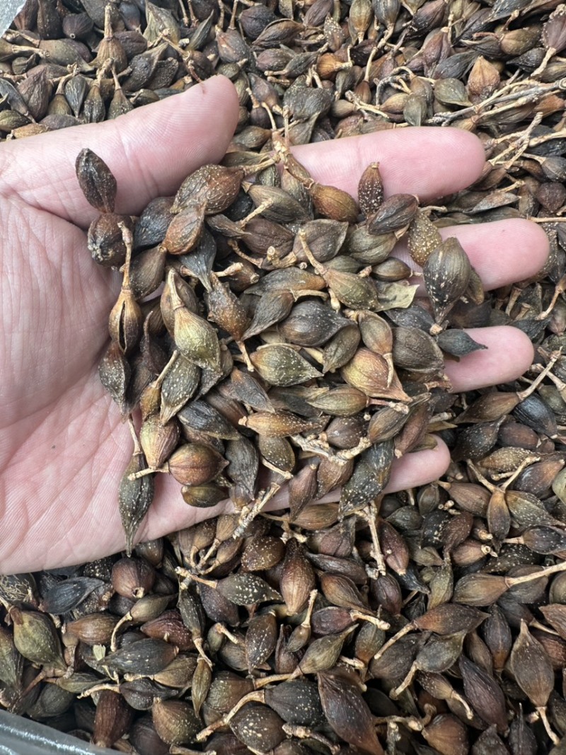 青连翘连翘中药材无硫新货野生天然干货包邮