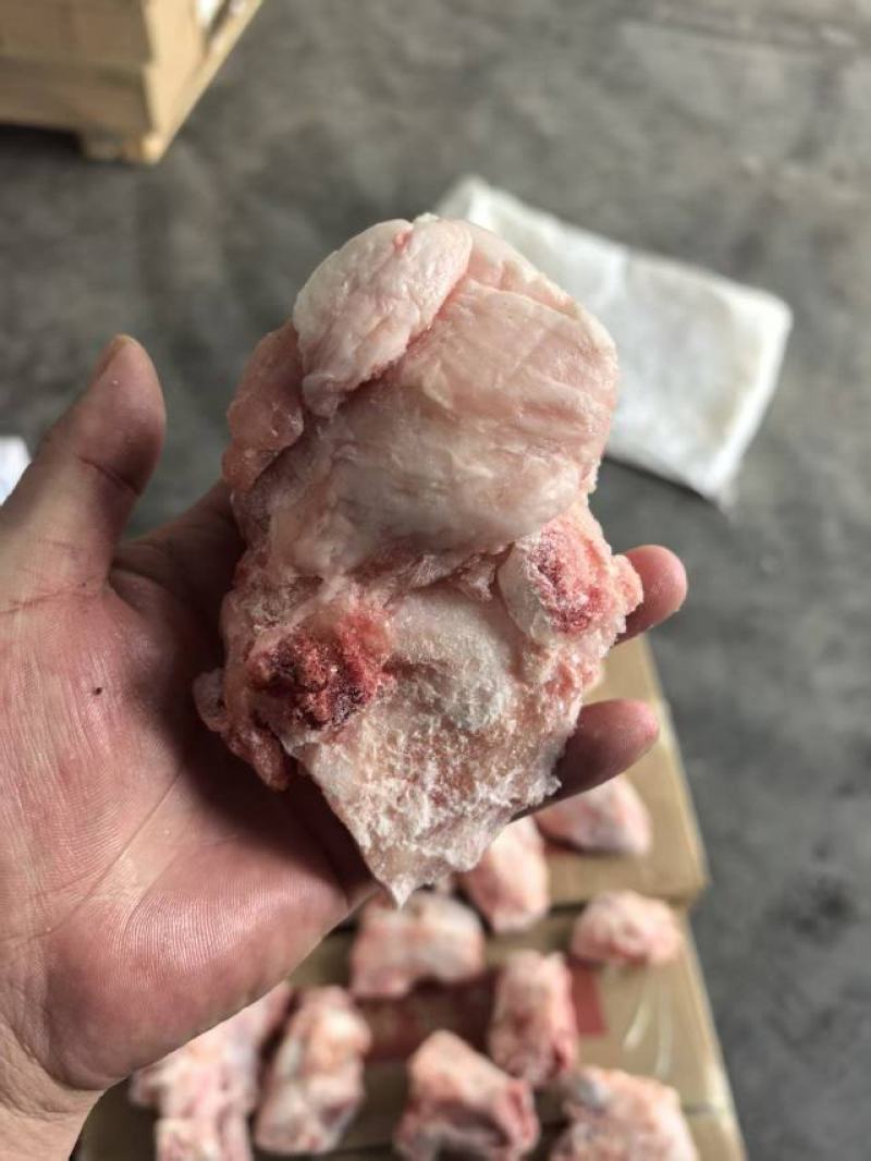 猪关节骨