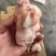 猪关节骨