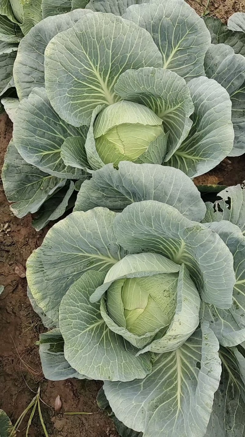 奥奇那，扁包菜，大量上市，对接各大，市场，商超，加工厂