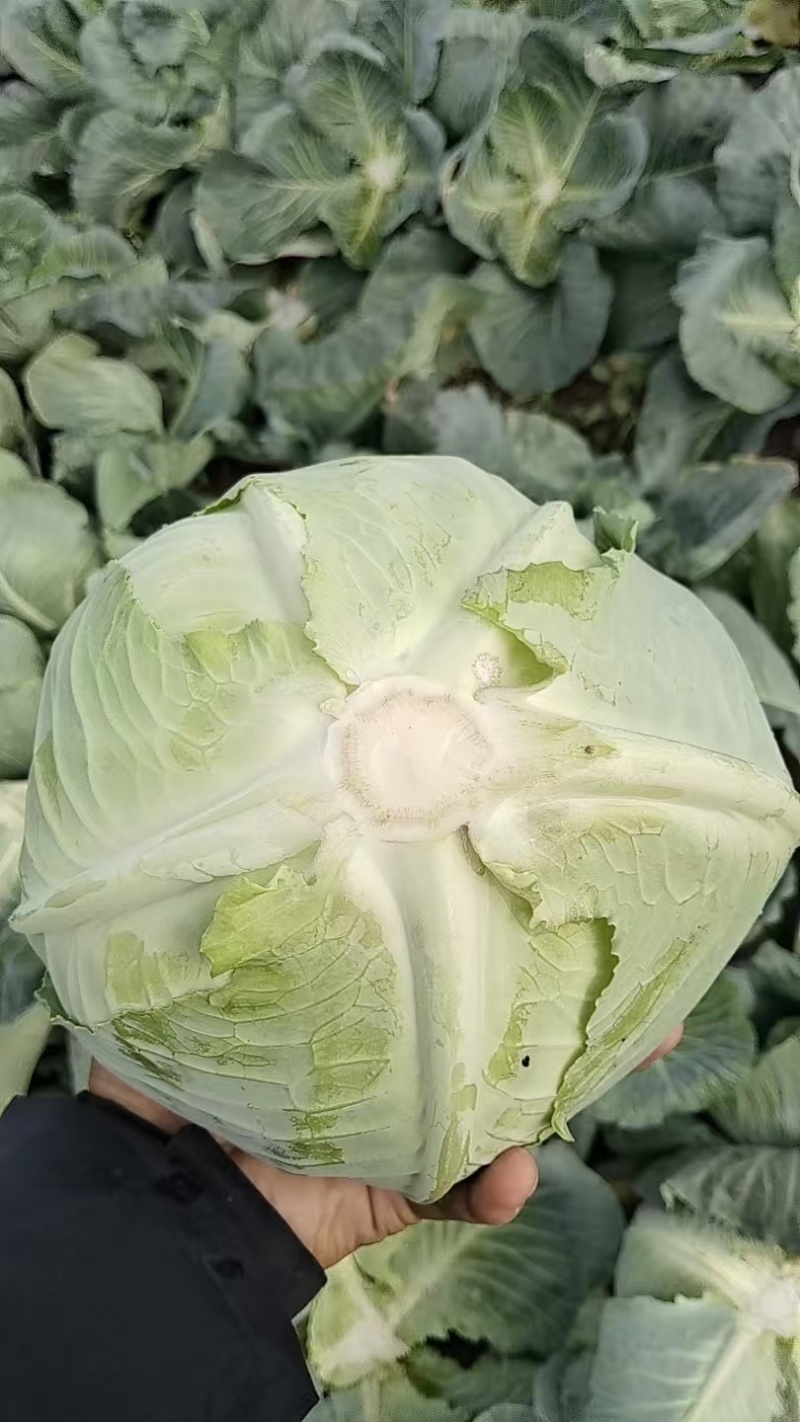 奥奇那，扁包菜，大量上市，对接各大，市场，商超，加工厂