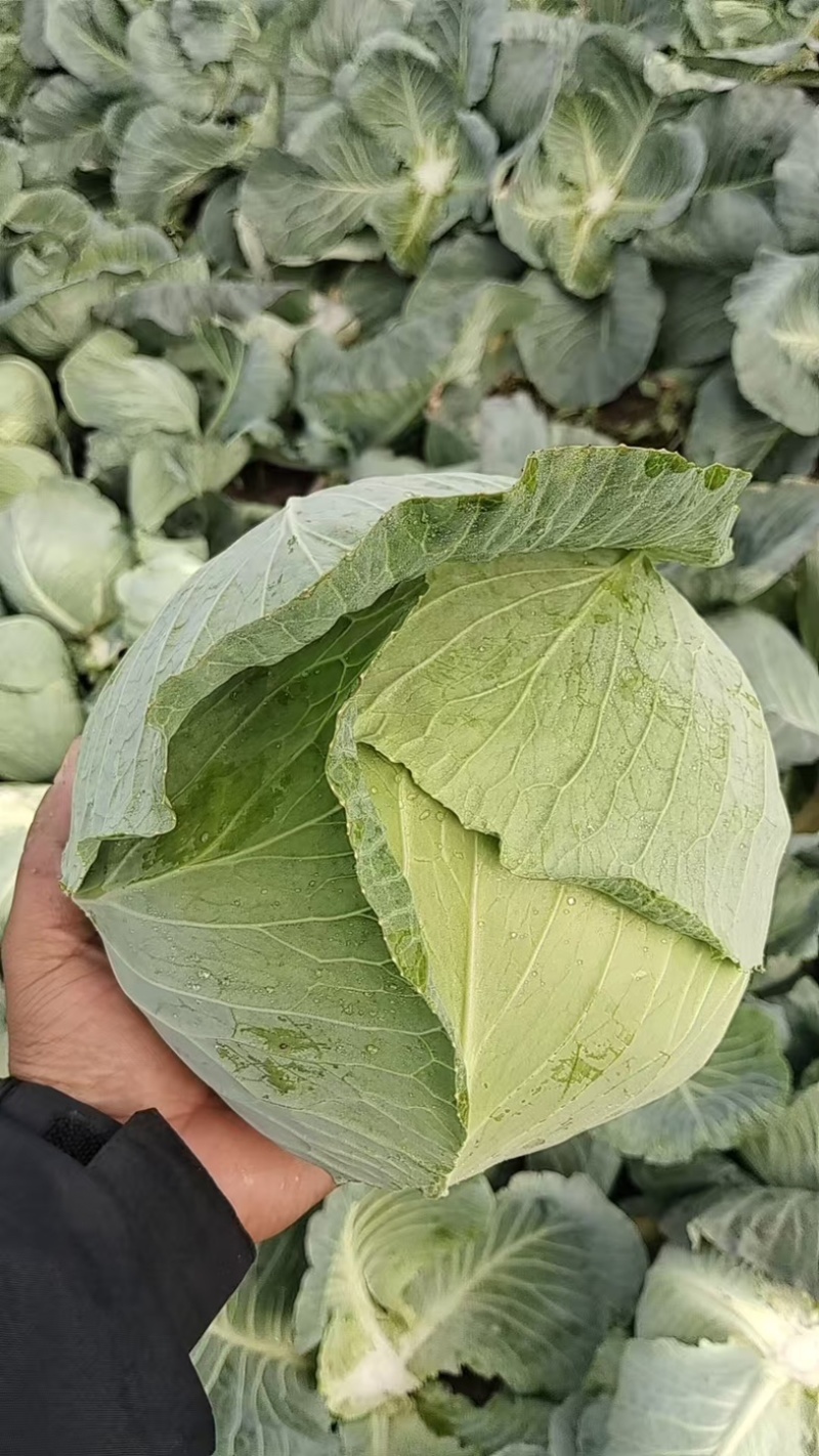 奥奇那，扁包菜，大量上市，对接各大，市场，商超，加工厂