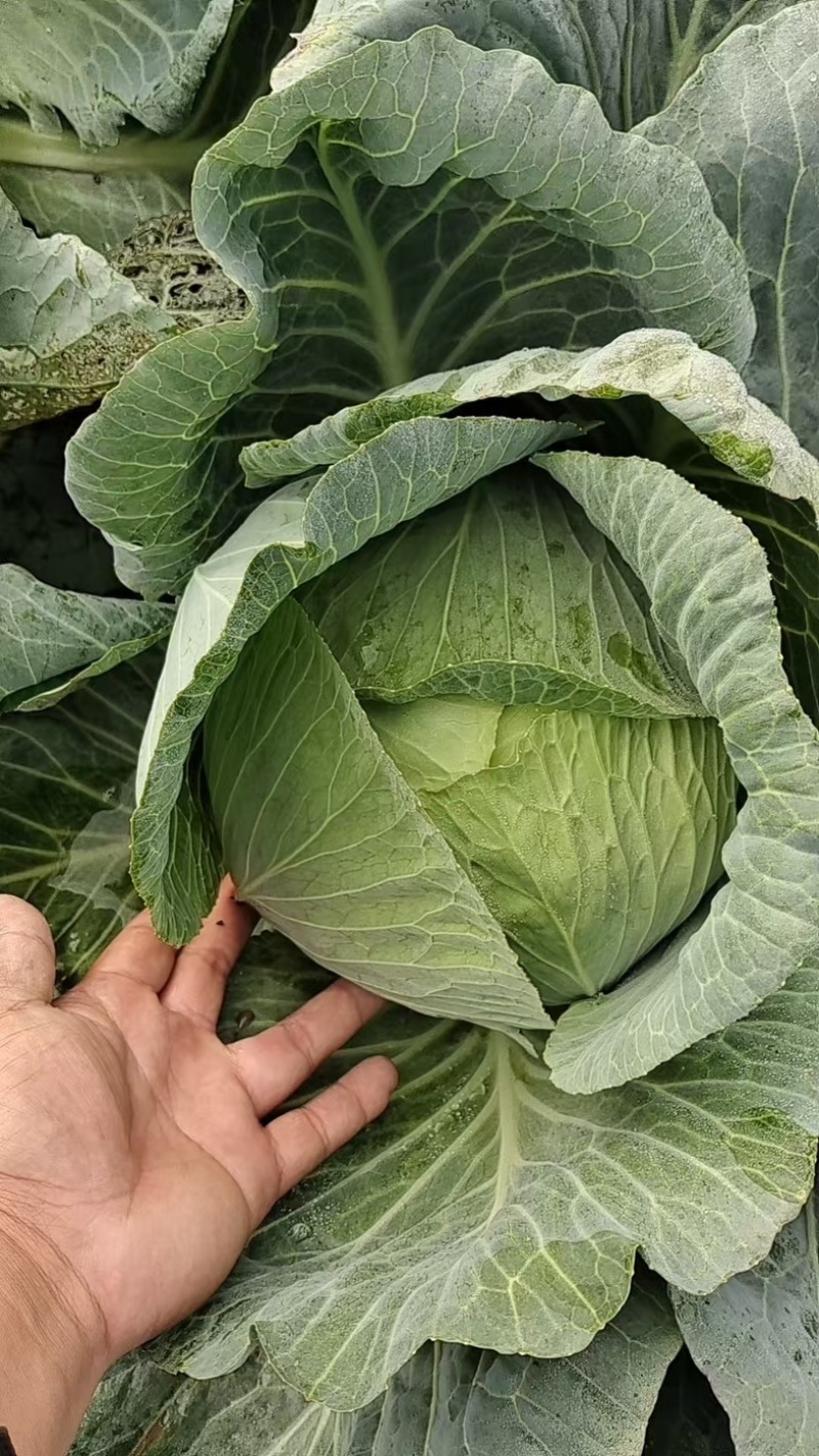 奥奇那，扁包菜，大量上市，对接各大，市场，商超，加工厂