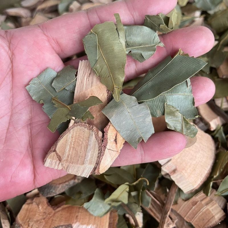 横经席晒干横茎席中药材横经席跌打将军碎骨莲梳篦木横径席将