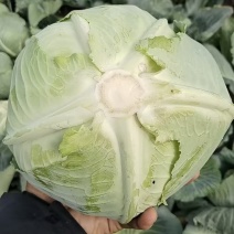 奥奇那，扁包菜，大量上市，对接各大，市场，商超，加工厂