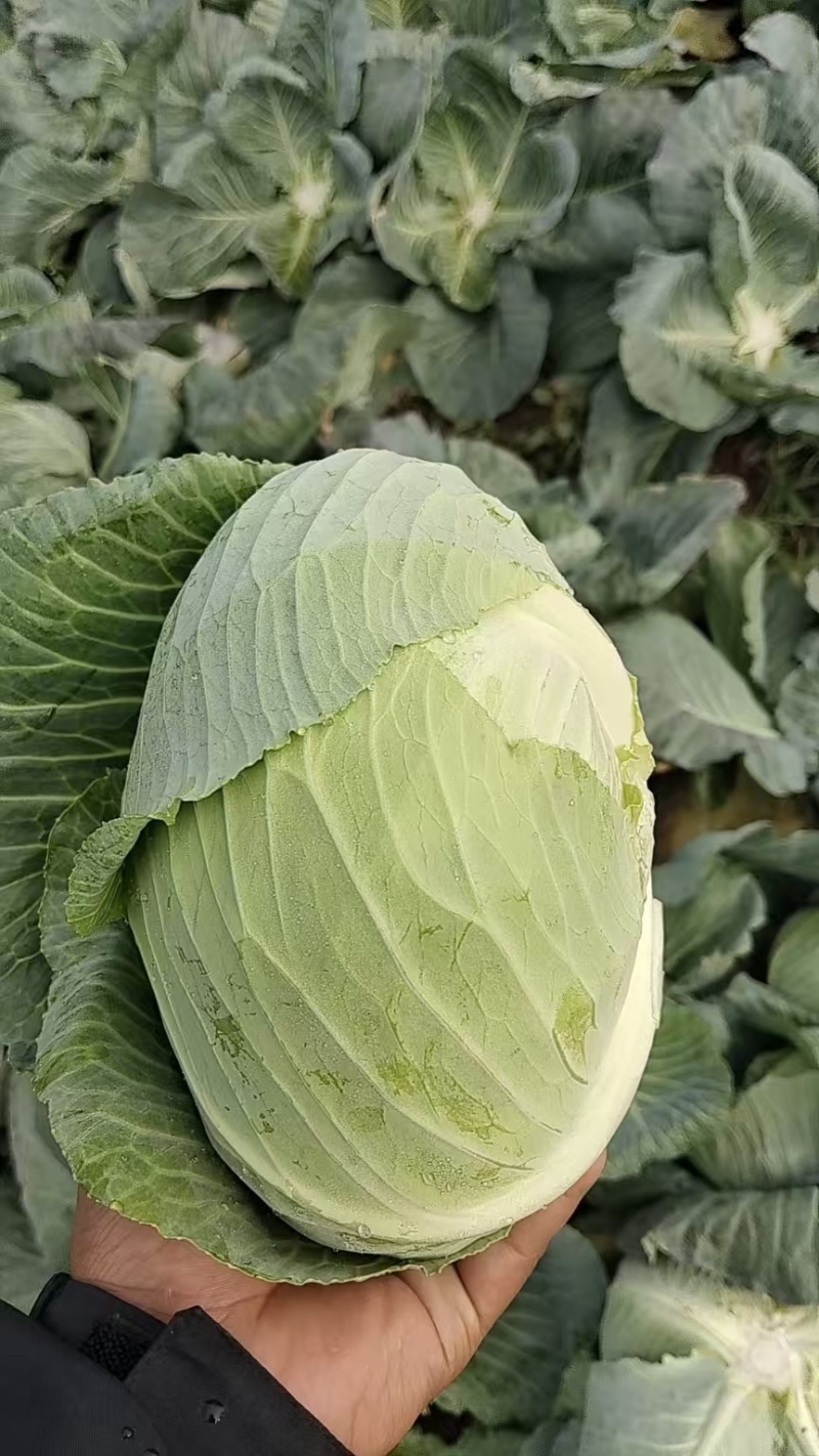 奥奇那，扁包菜，大量上市，对接各大，市场，商超，加工厂