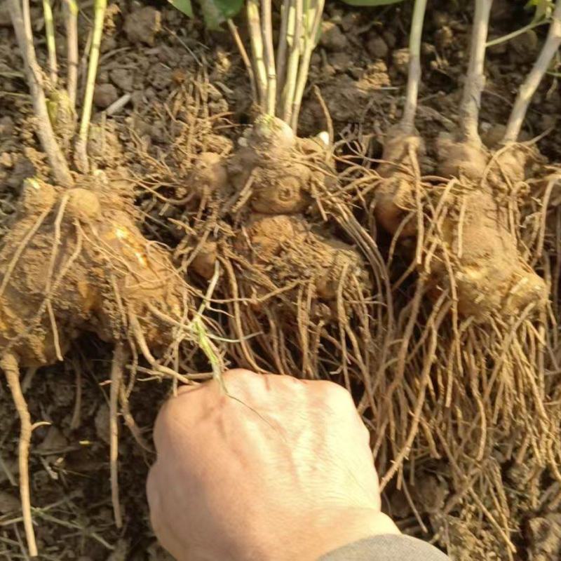 白术鲜货大量上市品质杠杠的对接有实力商家抓紧别错过好货