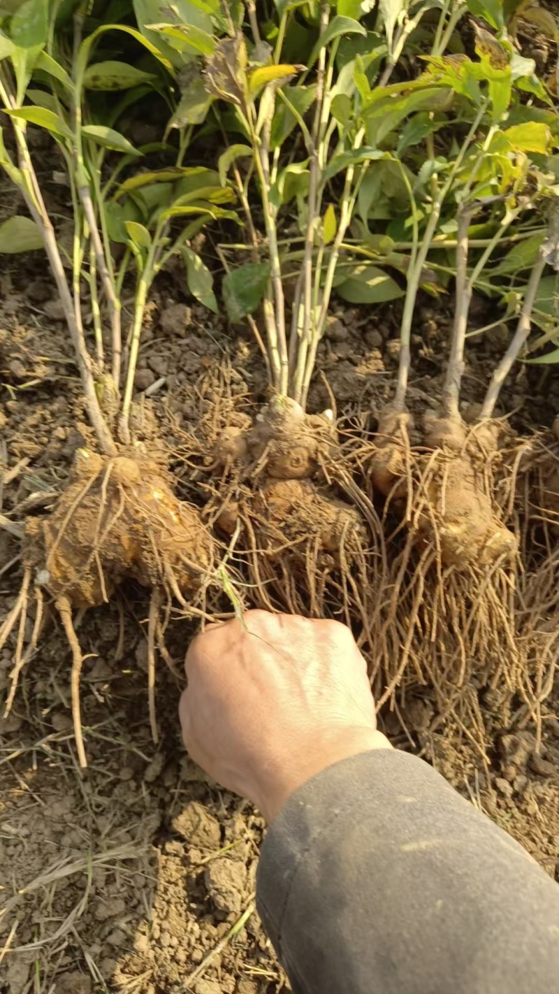 白术鲜货大量上市品质杠杠的对接有实力商家抓紧别错过好货