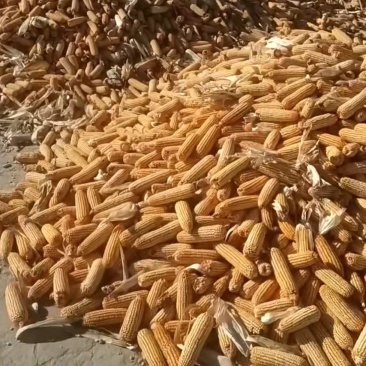 成玉米颗粒