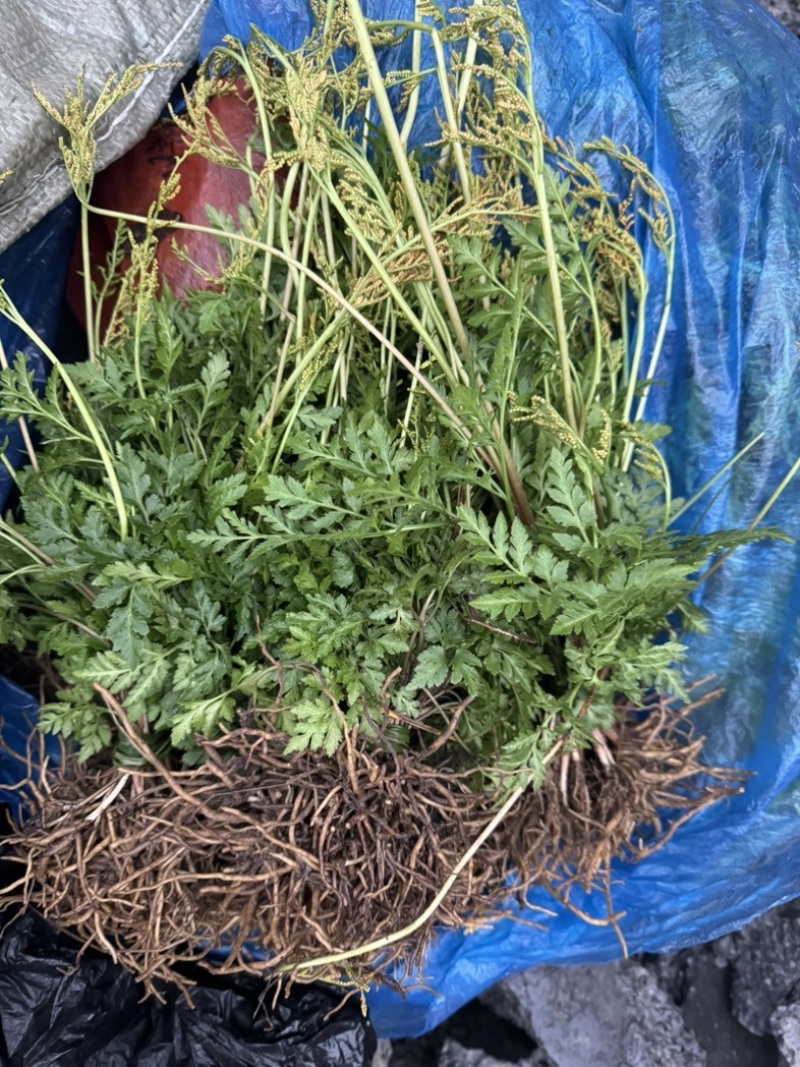 阴地蕨野生一朵云小春花鲜货水洗干货