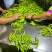 每年上千吨去把青杭椒供应腌制加工厂酱菜厂