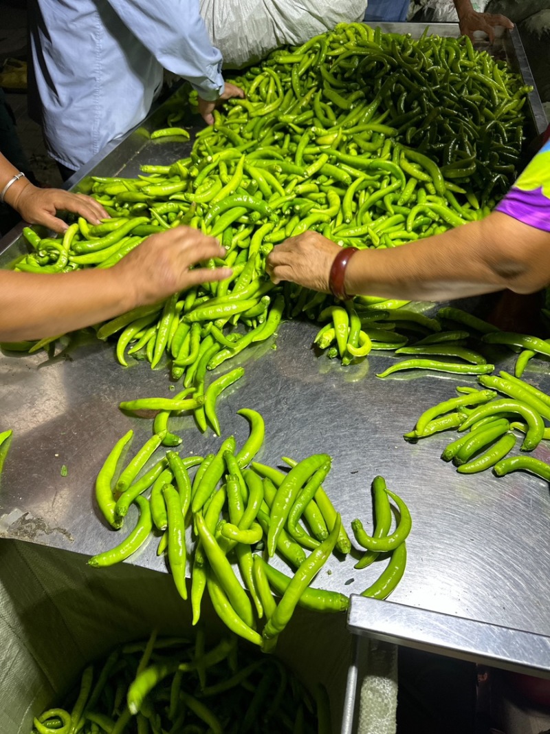 每年上千吨去把青杭椒供应腌制加工厂酱菜厂