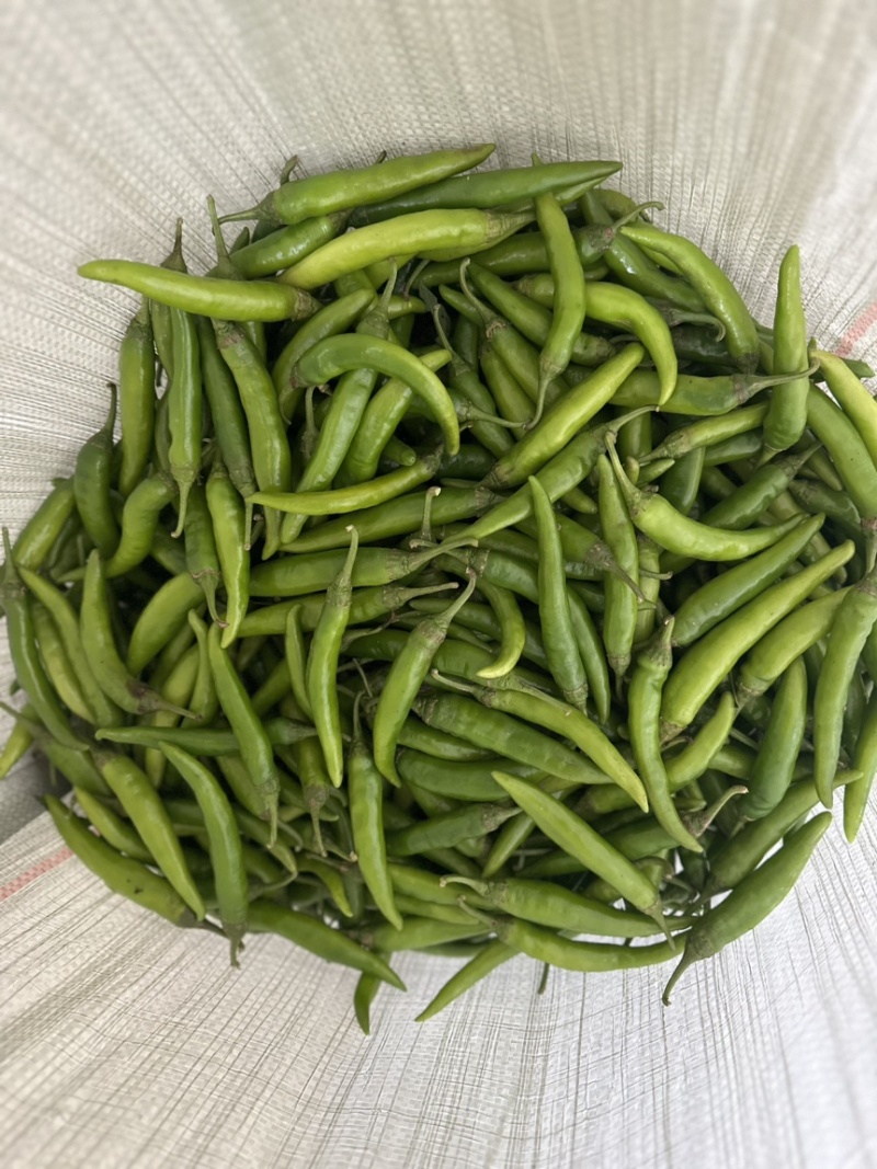 每年上千吨去把青杭椒供应腌制加工厂酱菜厂