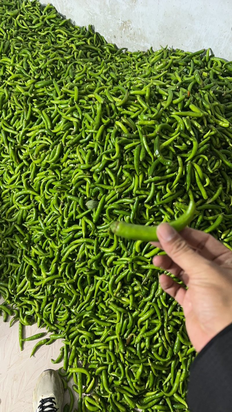 每年上千吨去把青杭椒供应腌制加工厂酱菜厂
