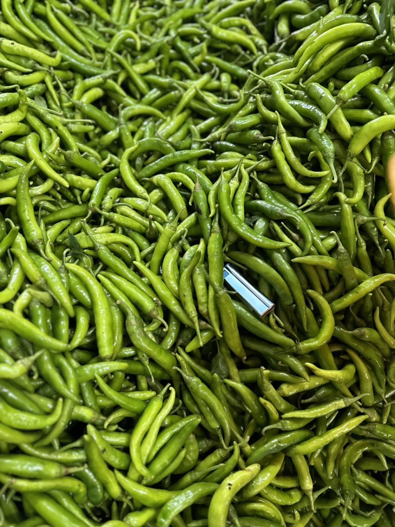 每年上千吨去把青杭椒供应腌制加工厂酱菜厂