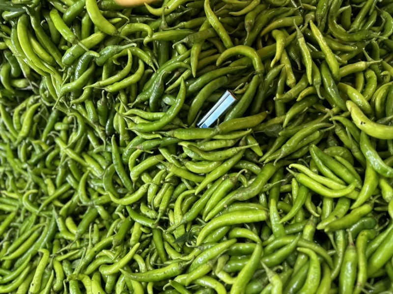 每年上千吨去把青杭椒供应腌制加工厂酱菜厂