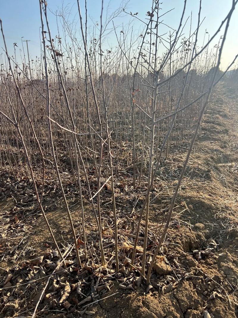 海棠树苗八棱海棠树苗基地大量供应嫁接苹果苗砧木
