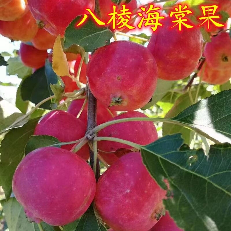 海棠树苗八棱海棠树苗基地大量供应嫁接苹果苗砧木