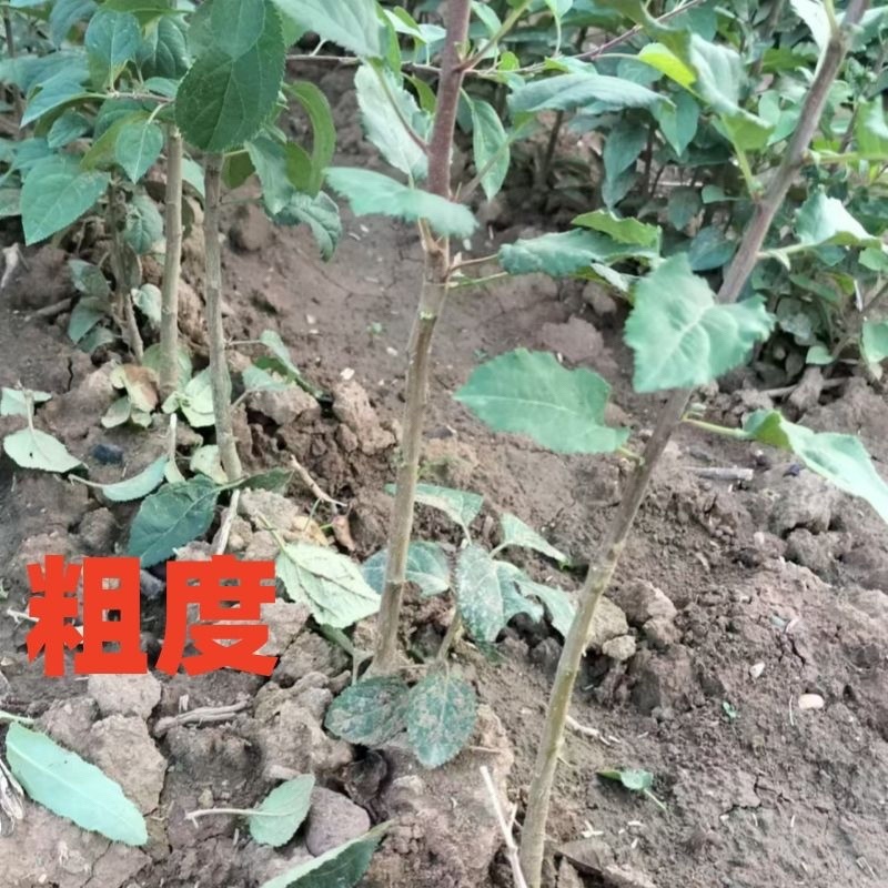 海棠树苗八棱海棠树苗基地大量供应嫁接苹果苗砧木