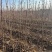 海棠树苗八棱海棠树苗基地大量供应嫁接苹果苗砧木
