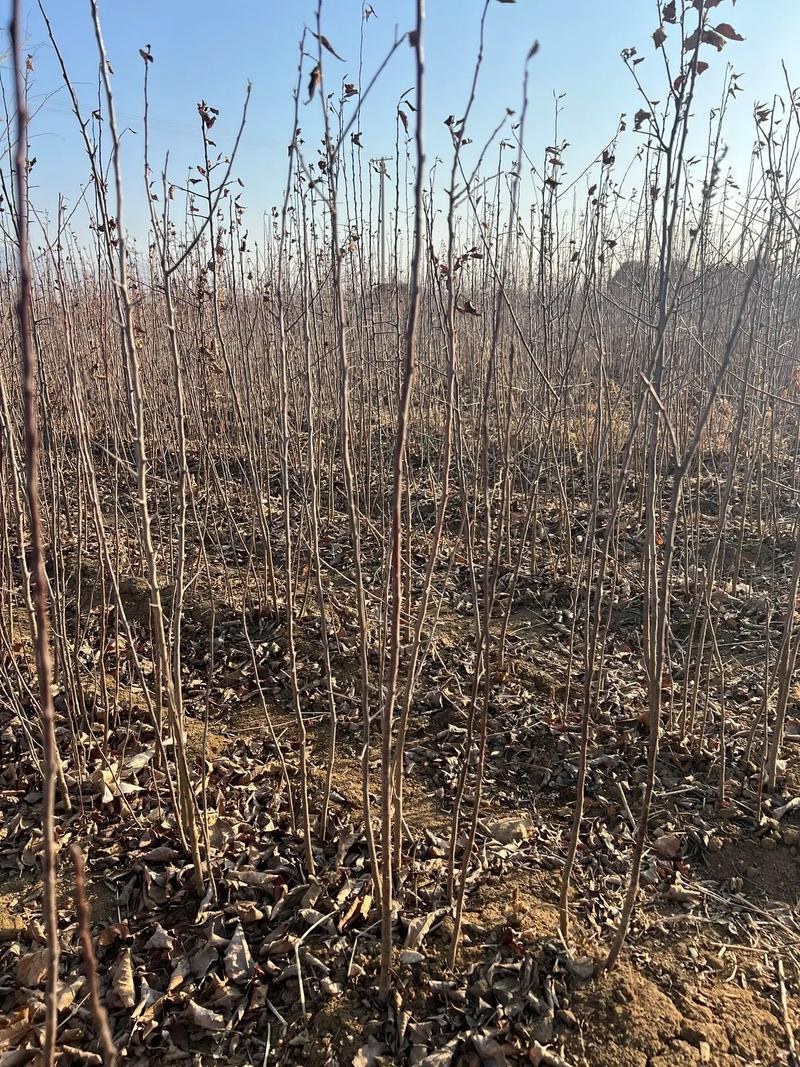 海棠树苗八棱海棠树苗基地大量供应嫁接苹果苗砧木