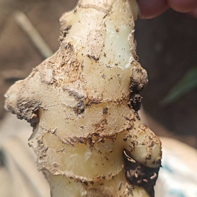 大量有货需要速度下手