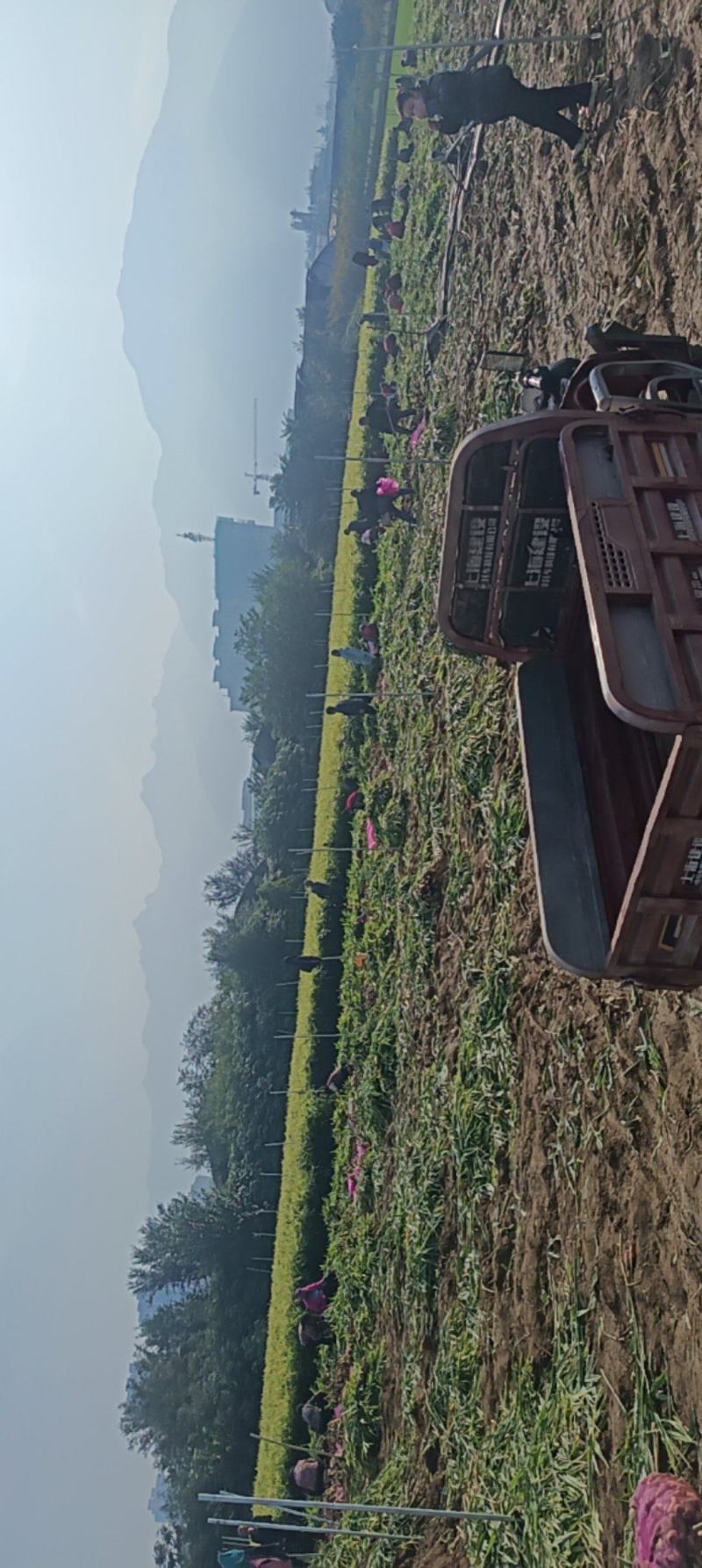 大量有货需要速度下手