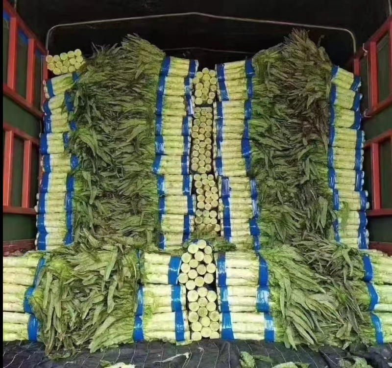 蔬菜莴笋基地直供新鲜莴苣红尖叶应季棒棒