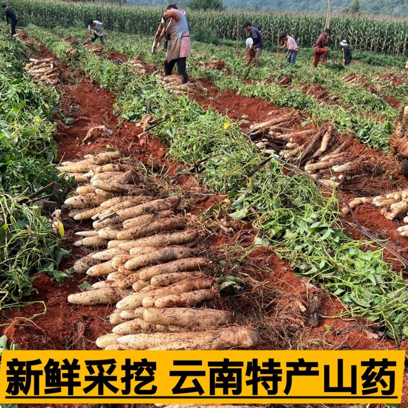 云南灵芝山药长期供货
