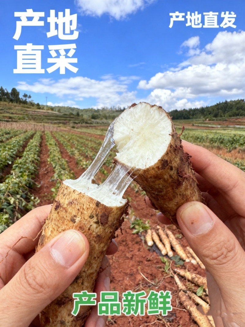 云南灵芝山药长期供货
