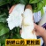 云南灵芝山药长期供货