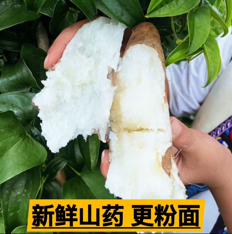 云南灵芝山药长期供货