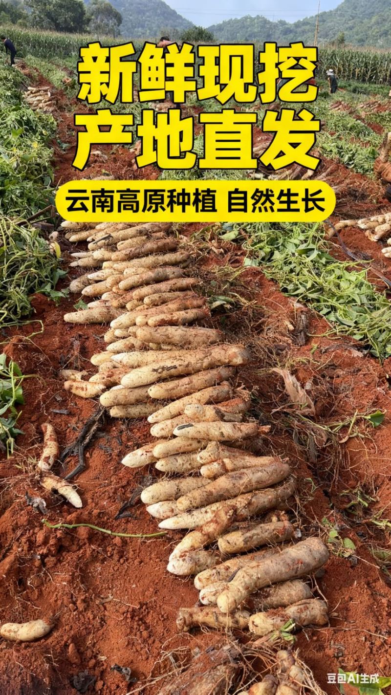 云南灵芝山药长期供货