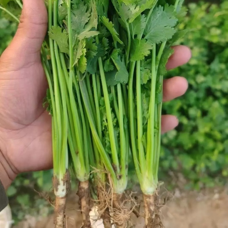 河北唐山滦南香菜大量供应品质保证诚信经营欢迎来电