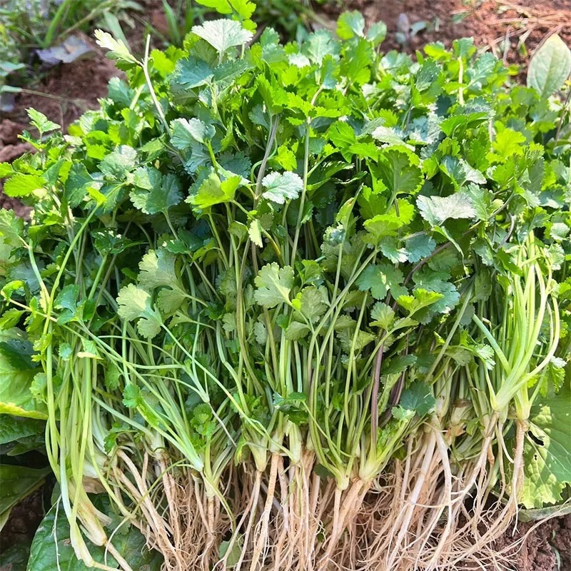 河北唐山滦南香菜大量供应品质保证诚信经营欢迎来电