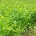 河北唐山滦南香菜大量供应品质保证诚信经营欢迎来电