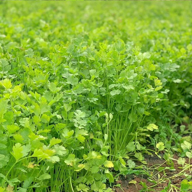 河北唐山滦南香菜大量供应品质保证诚信经营欢迎来电